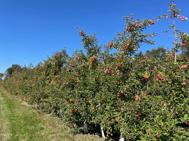 Pick Your Own Apples - Visit Lawrence County, Pennsylvania